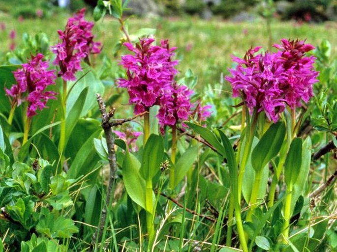 Dactylorhiza caucasica