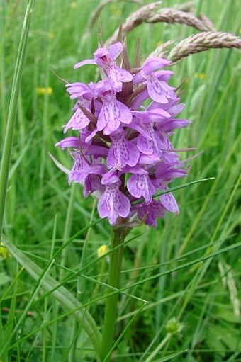 Dactylorhiza praetermissa