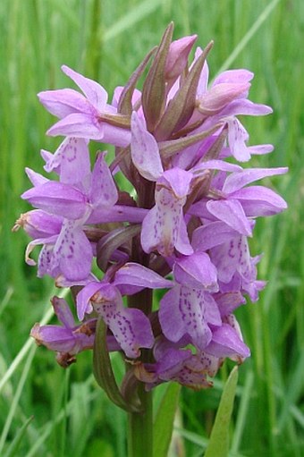 Dactylorhiza praetermissa