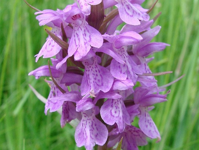 Dactylorhiza praetermissa