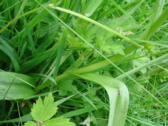 Dactylorhiza praetermissa