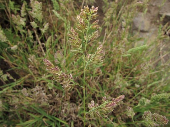 Dactylis smithii