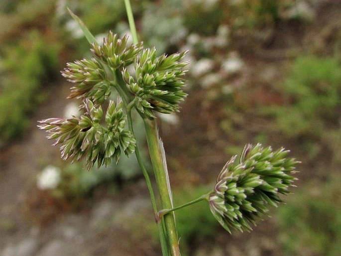 DACTYLIS SMITHII Link – srha / reznačka