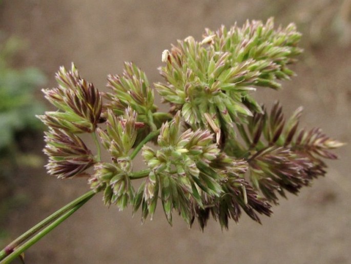 Dactylis smithii