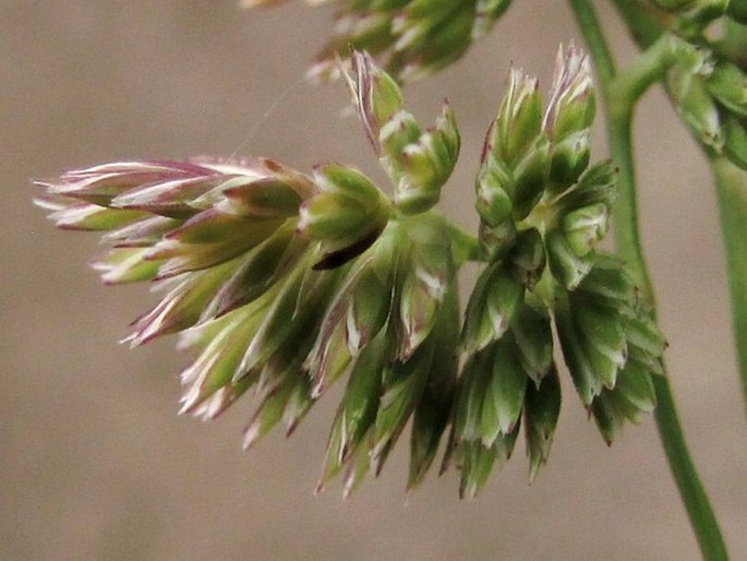 Dactylis smithii