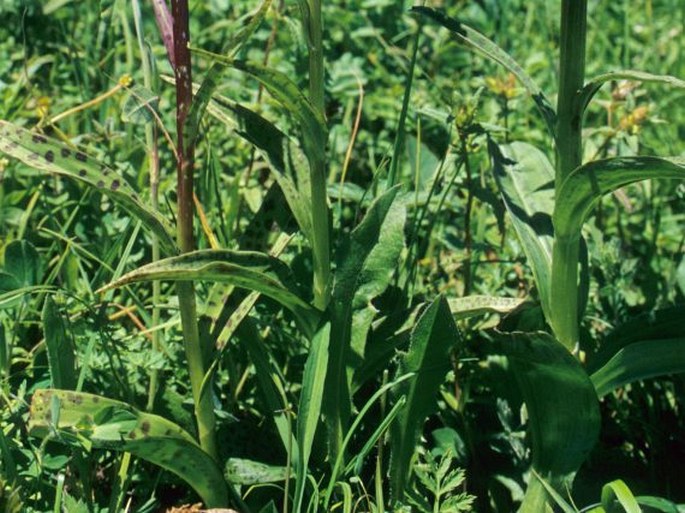 Dactylorhiza urvilleana