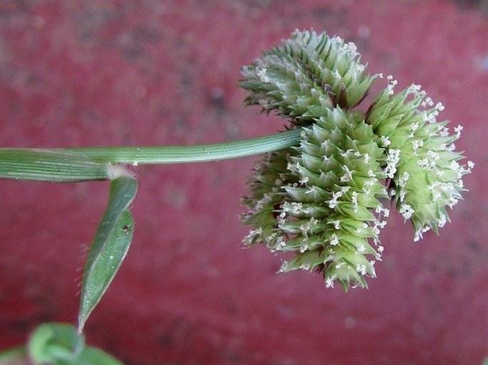 DACTYLOCTENIUM AEGYPTIUM (L.) Willd. – hřebenatka egyptská