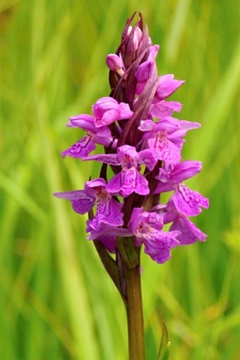 Dactylorhiza bohemica