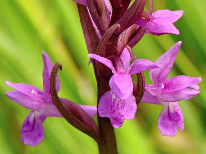 Dactylorhiza bohemica