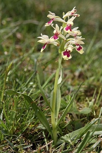 Dactylorhiza sambucina