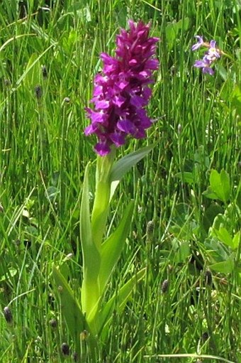 Dactylorhiza umbrosa