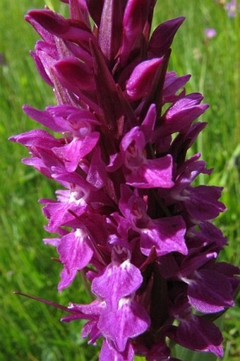 Dactylorhiza umbrosa