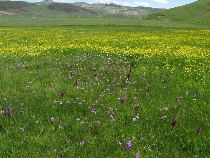 Dactylorhiza umbrosa