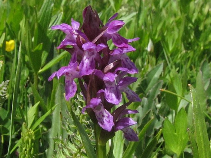 Dactylorhiza umbrosa