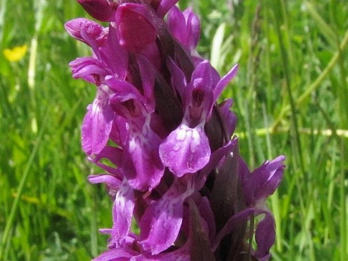 Dactylorhiza umbrosa