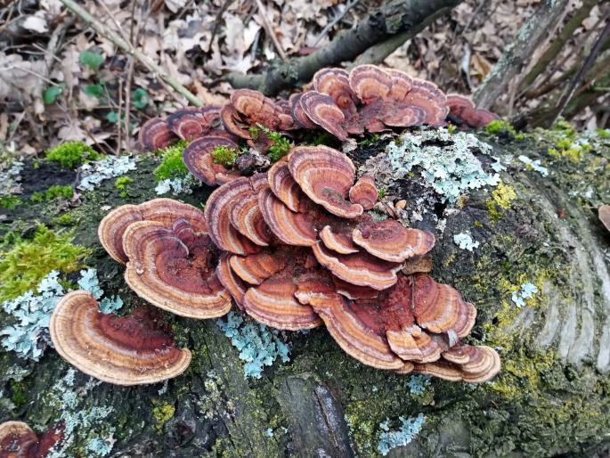 Daedaleopsis tricolor