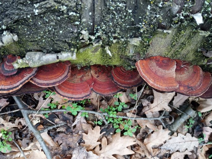 Daedaleopsis tricolor