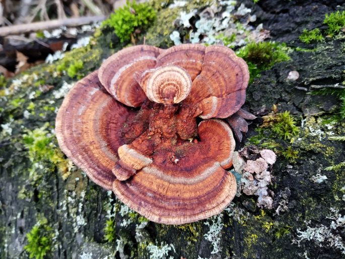 Daedaleopsis tricolor