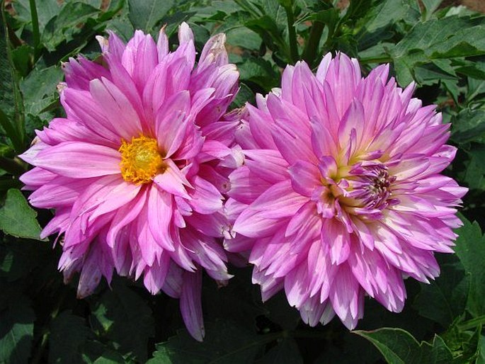 Dahlia pinnata