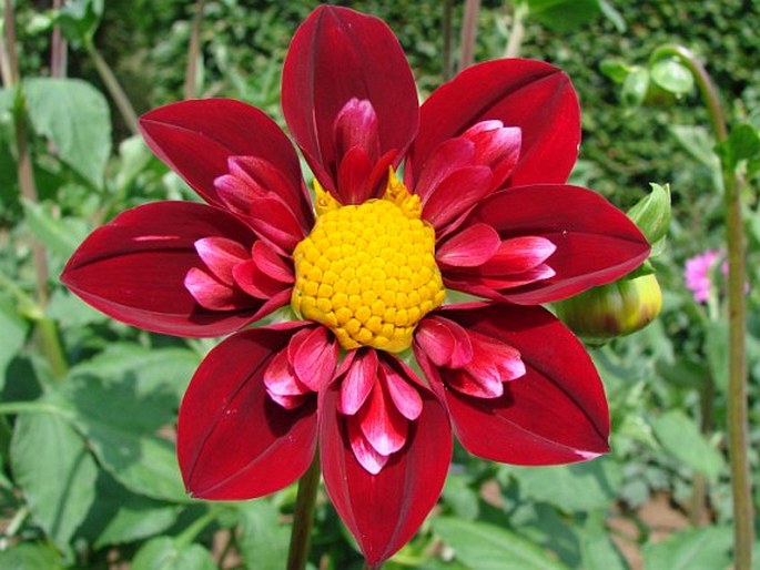 Dahlia pinnata