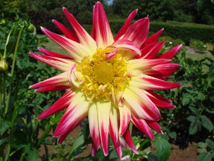 Dahlia pinnata