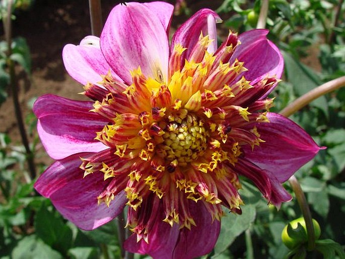 Dahlia pinnata