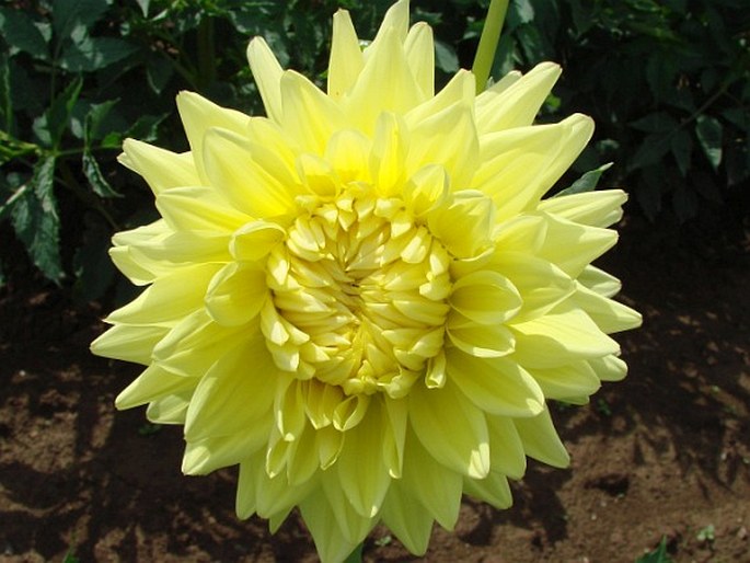 Dahlia pinnata