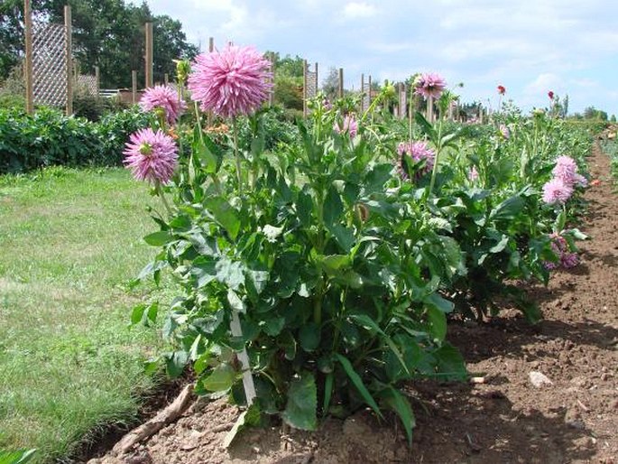 Dahlia pinnata