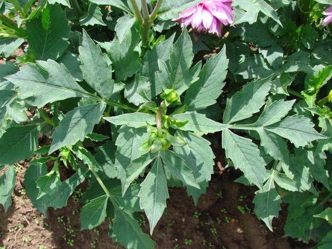 Dahlia pinnata