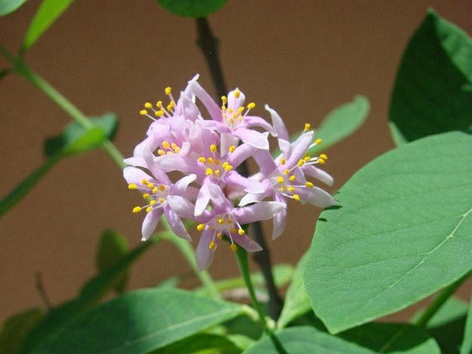 Dais cotinifolia