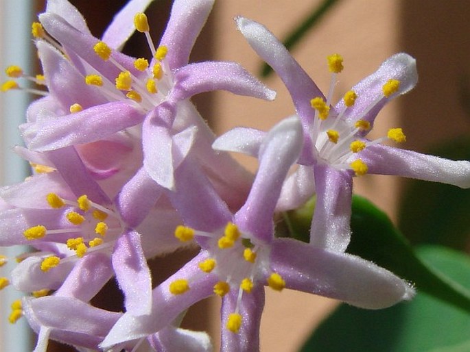 Dais cotinifolia