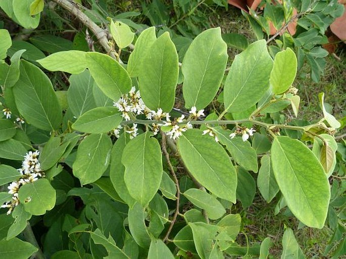 Dalbergia ecastaphyllum