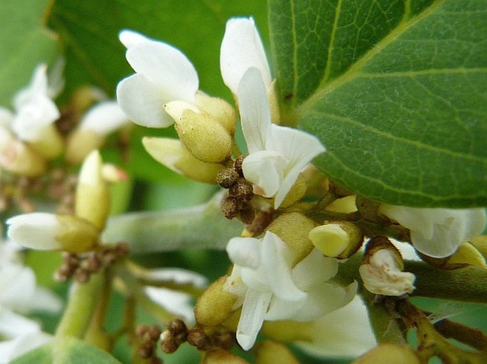 Dalbergia ecastaphyllum