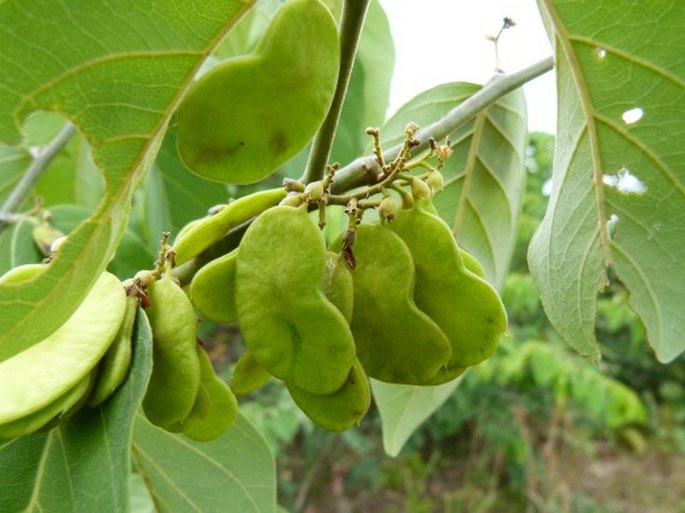 Dalbergia ecastaphyllum