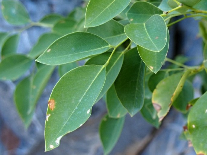 Dalbergia sissoo