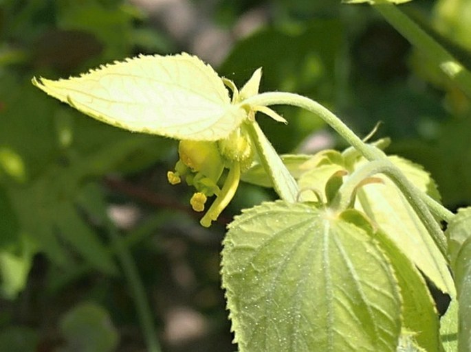 Dalechampia scandens