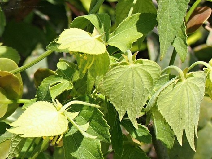 Dalechampia scandens