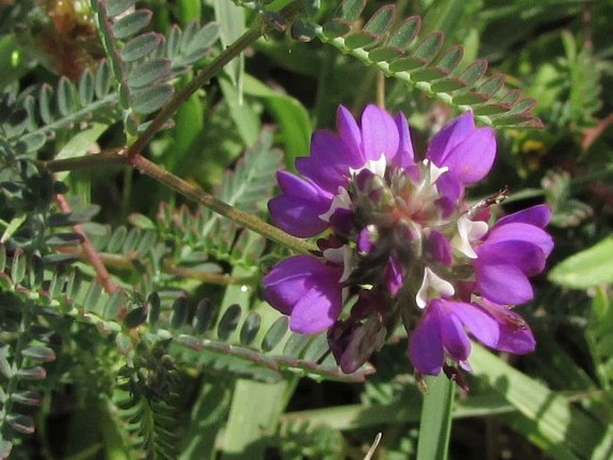 Dalea foliolosa