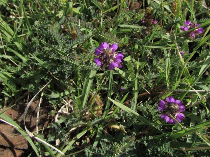 Dalea foliolosa