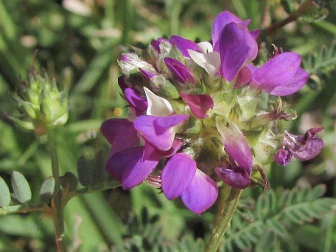 Dalea foliolosa