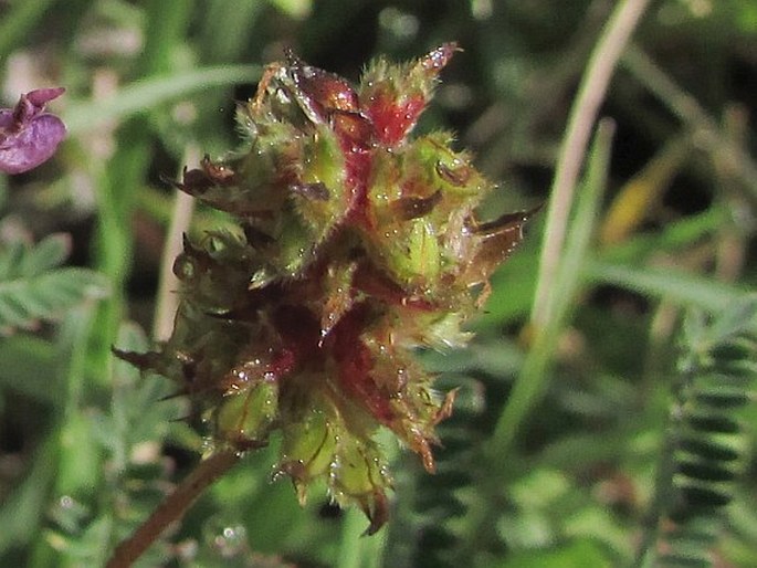 Dalea foliolosa