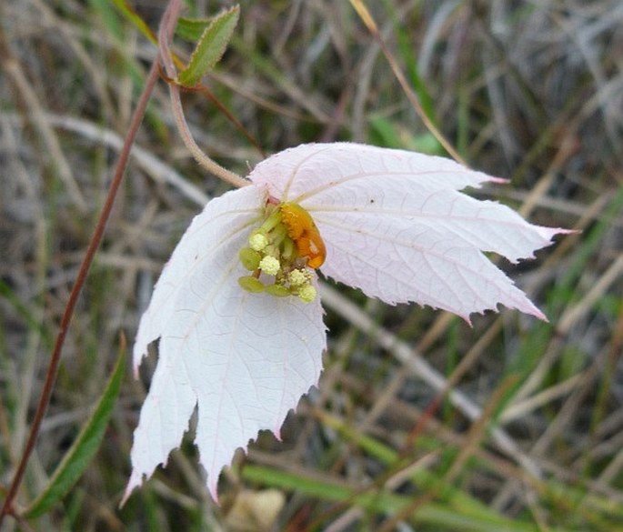 Dalechampia