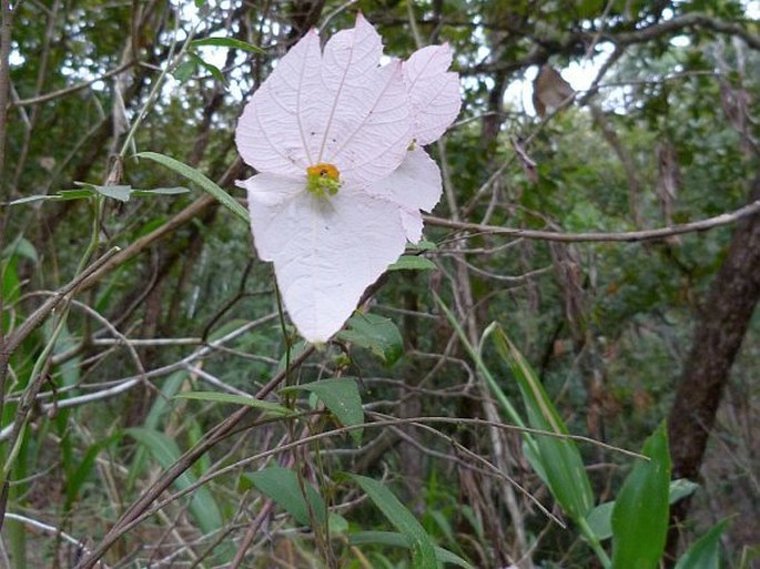 Dalechampia