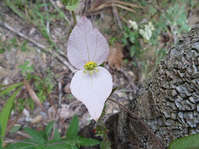 Dalechampia