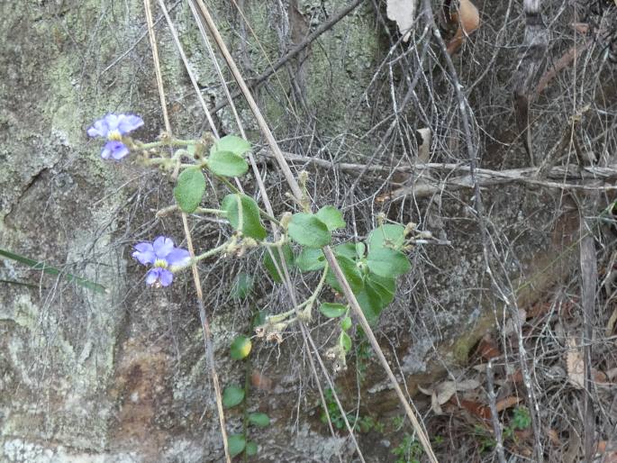 Dampiera purpurea