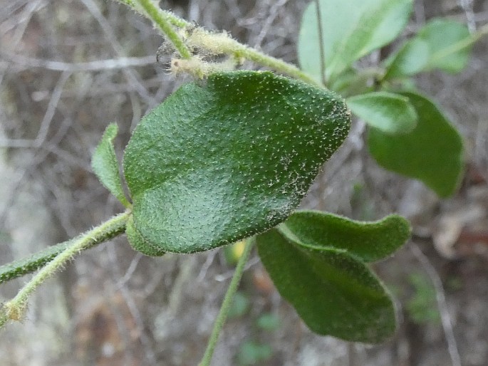 Dampiera purpurea