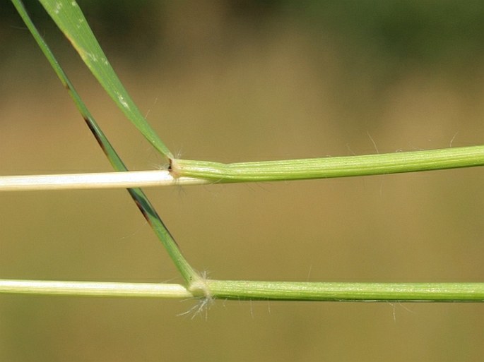 Danthonia × breviaristata