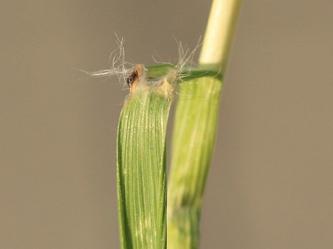 Danthonia × breviaristata