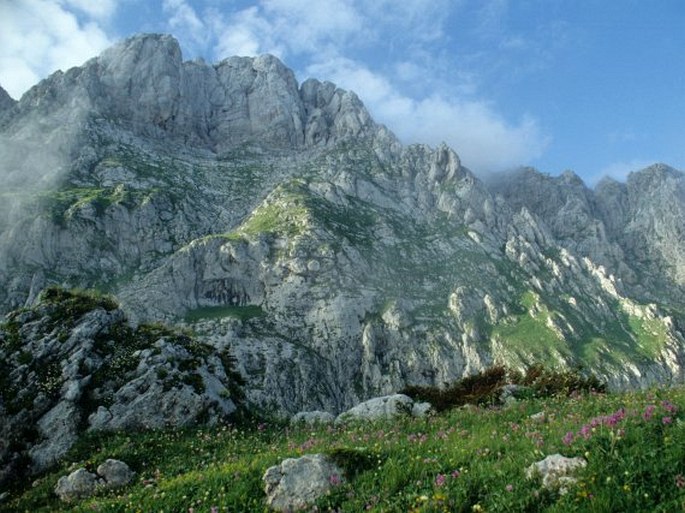 Daphne sericea subsp. circassica