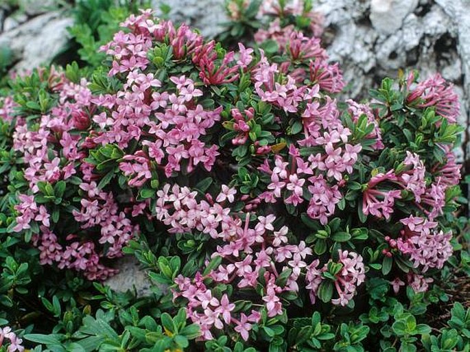 Daphne sericea subsp. circassica